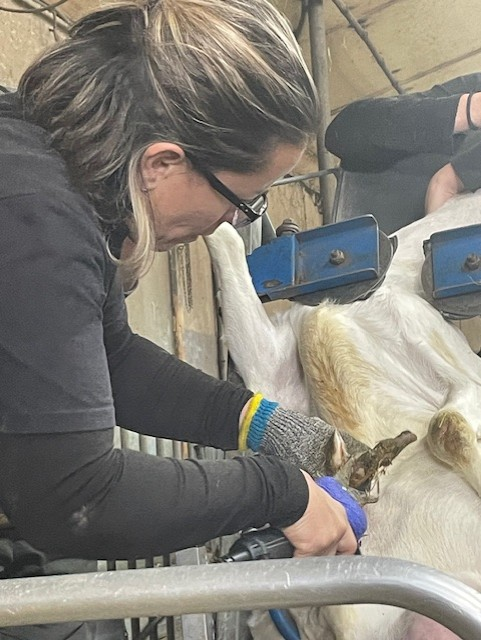 Parage d'ongles de chèvres professionnel - Pedi'cap Vendée
